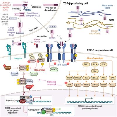 Dysregulation of the immune response in TGF-β signalopathies